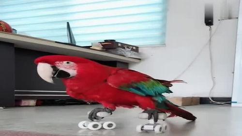 八哥最新爆料视频直播,最新爆料视频内容大起底